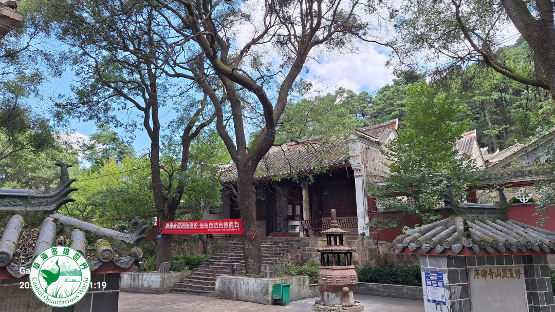 凤山寺与大槐树