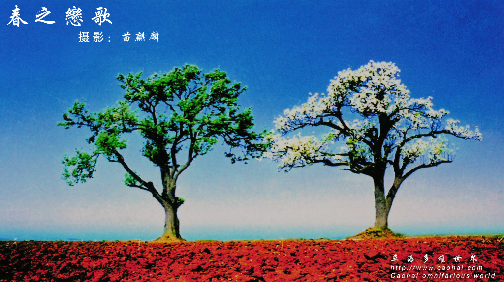 春之恋歌