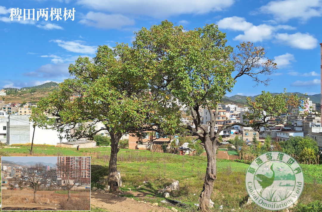 稗田两棵树
