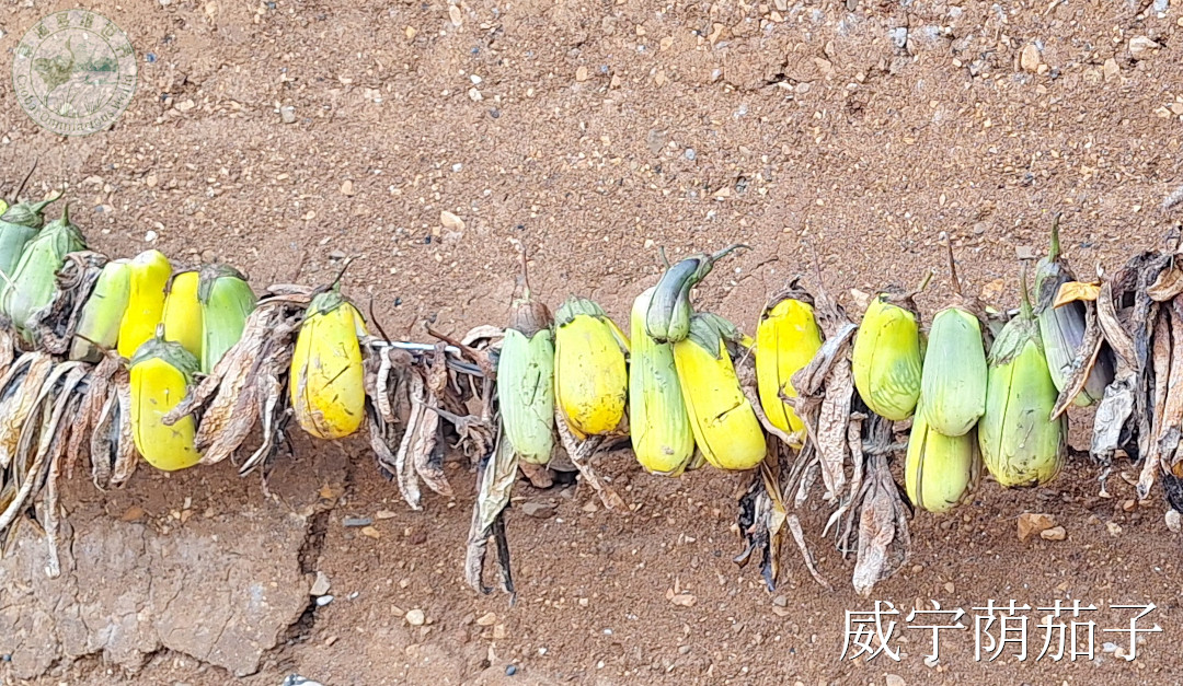 威宁荫茄子