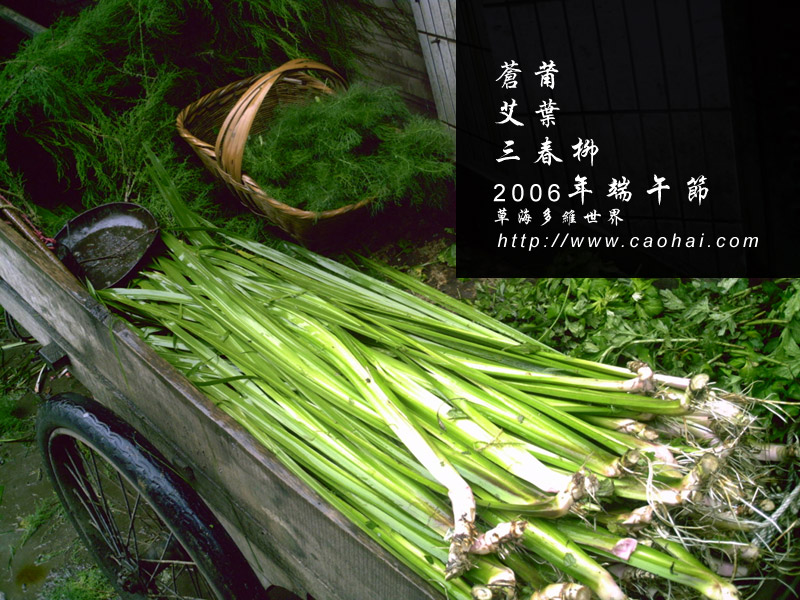 端午药材