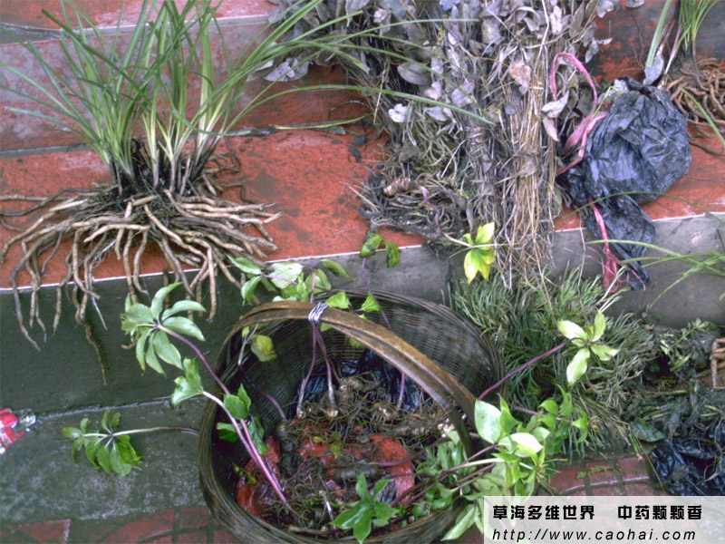 端午药材