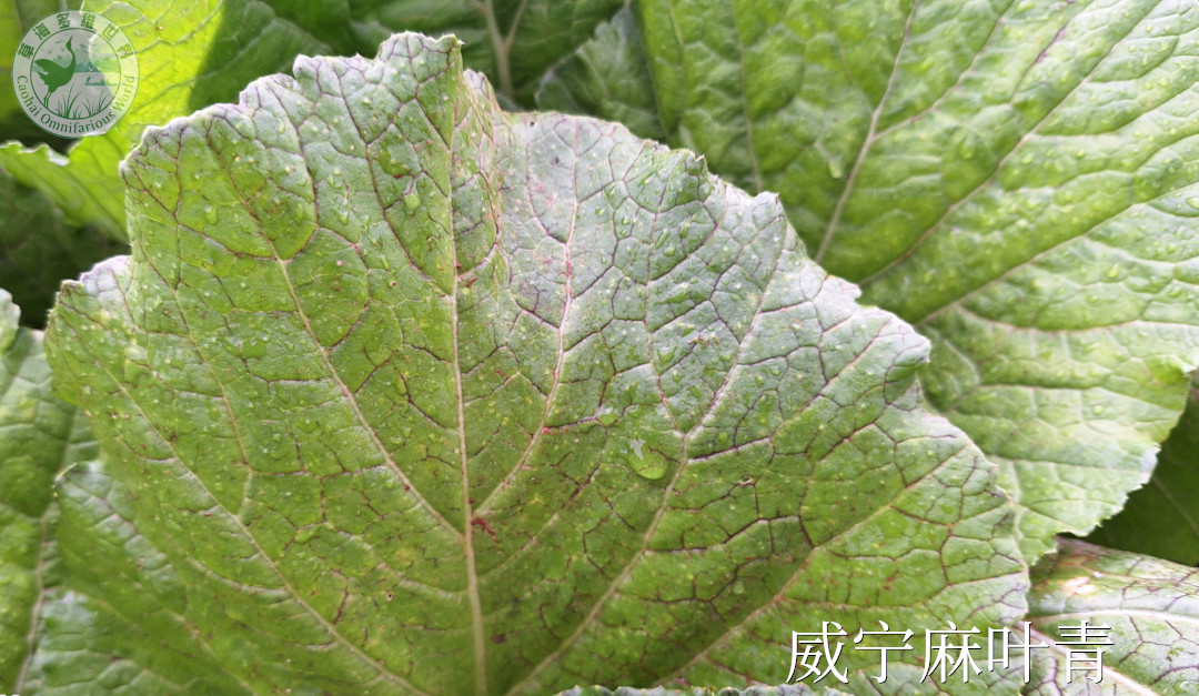 威宁麻叶青