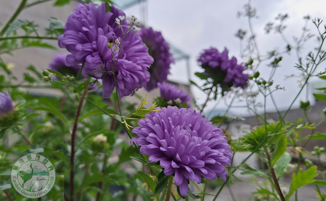 六月菊