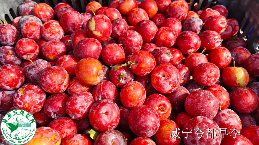 夸都早李