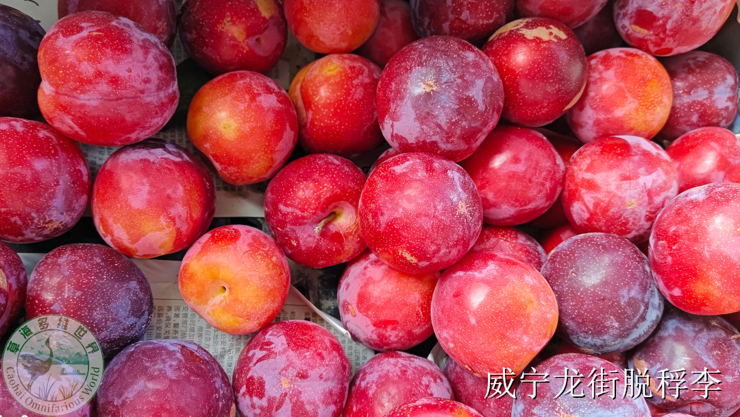 脱稃李