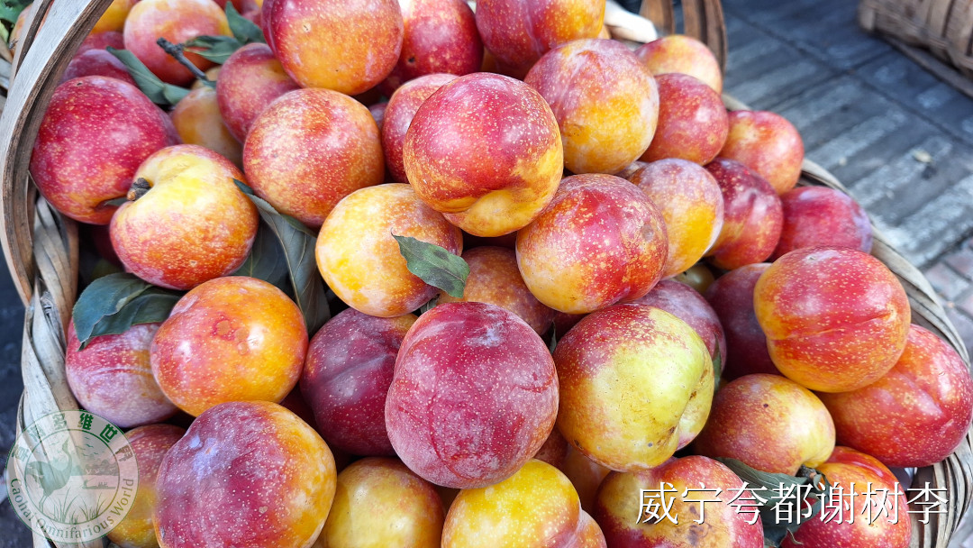谢树李