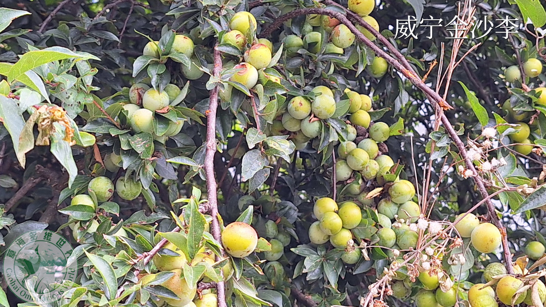 金沙李