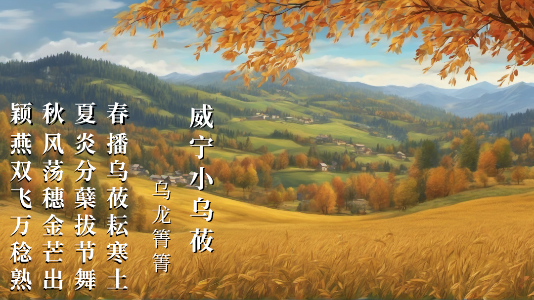 威宁小乌莜