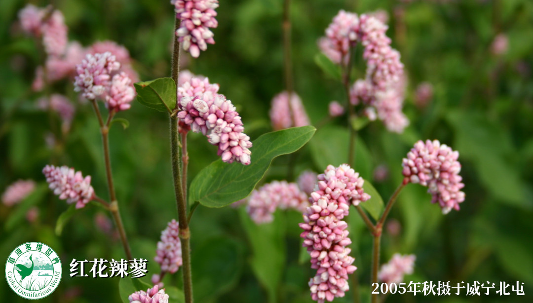 红花辣蓼草