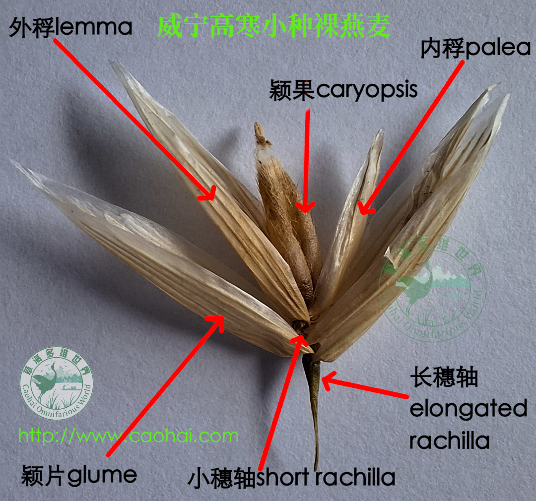 威宁高寒小种裸燕麦