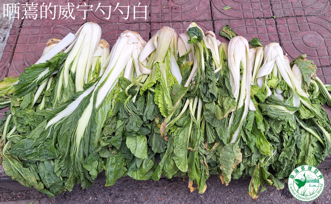 晒蔫败的高杆白菜
