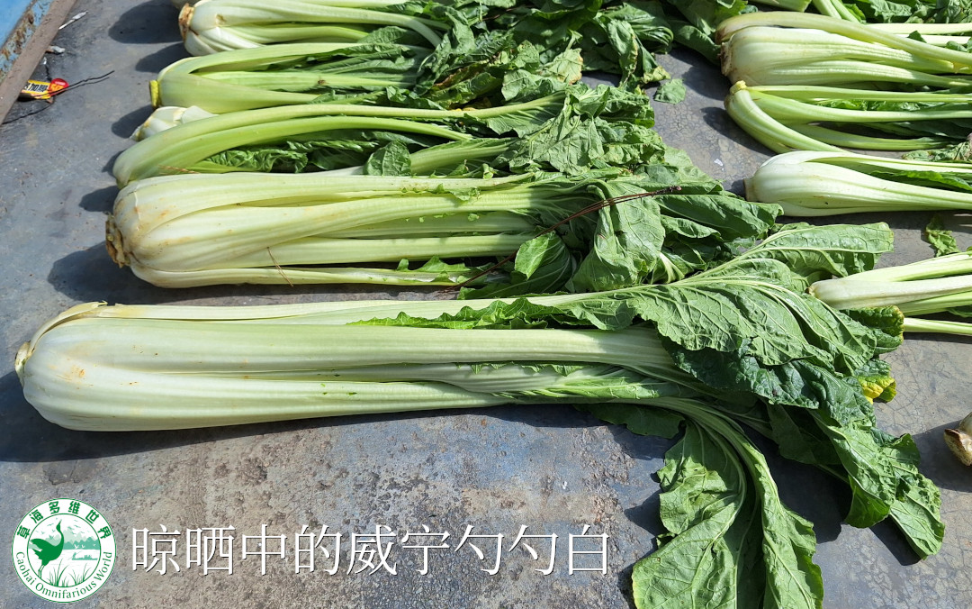 威宁勺勺白